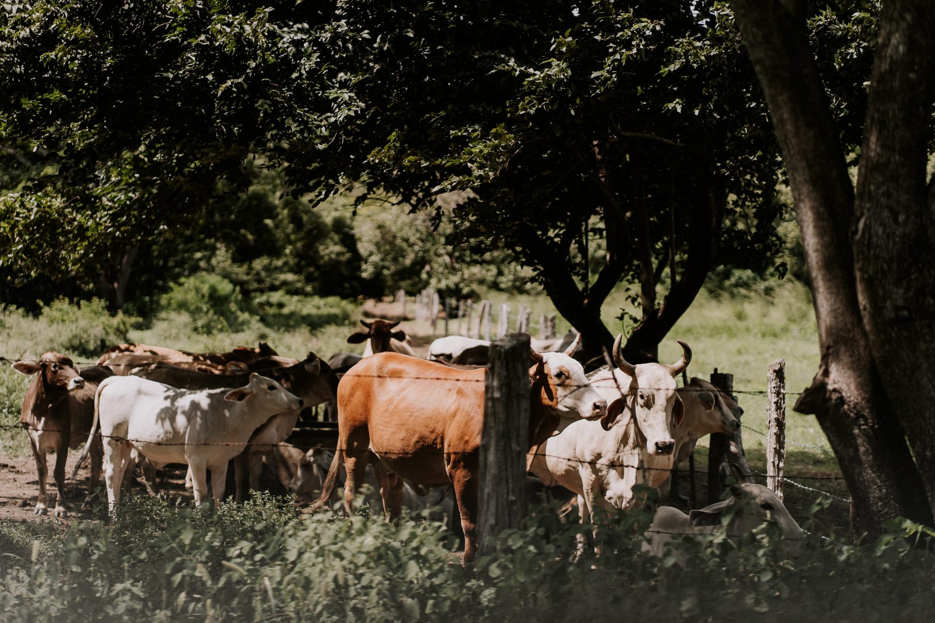 COSTA RICA WEDDING PHOTOGRAPHER